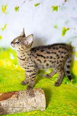 Naklejka premium Savannah kitten F1 color - the spot on the gold