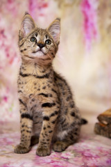 Savannah kitten F1 color - the spot on the gold