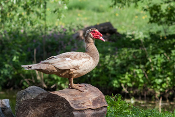 Duck close up portrait , painting like photo of white swan , duck, website material