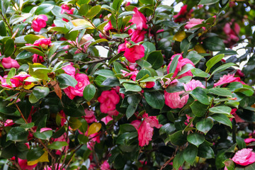 Beautiful camellia flower in the garden at spring