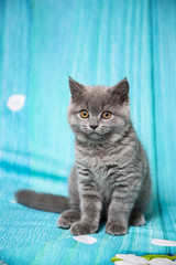 grey-blue Scottish kitten