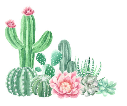 Cactus PNG - Watercolor Cactus, Cactus Flower, Cartoon Cactus