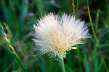 Dandelion. Dandelion seed