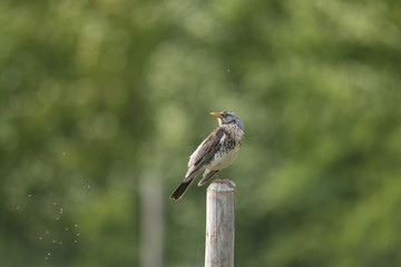 A fieldfare is sitting on a fence post in the open field and is buzzing with mosquitoes