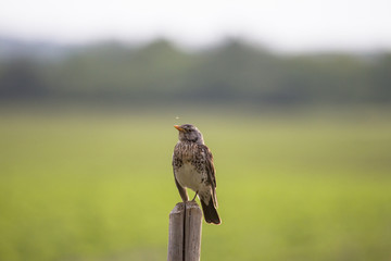 A fieldfare is sitting on a fence post in the open field and is buzzing with mosquitoes