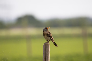 A fieldfare is sitting on a fence post in the open field and is buzzing with mosquitoes
