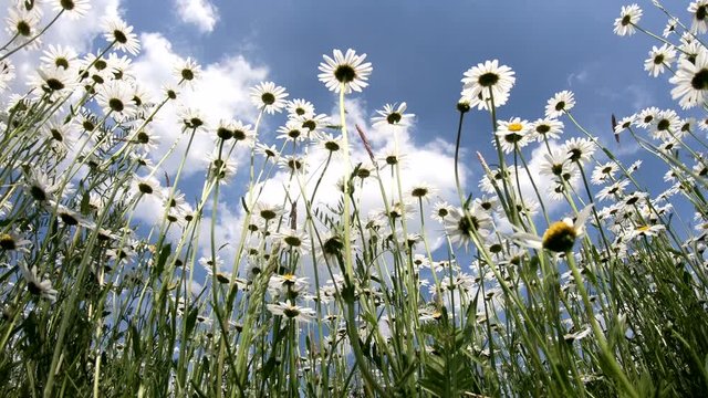 Margeriten, Wucherblumen,  leucanthemun vulgare,  wildblume, bl&uuml;te, 4k
