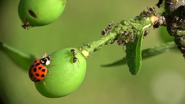 Ameise verjagt Marienk&auml;fer, Ameise melkt Blattlaus, Insekten, Formicidae , Aphidoidea, Coccinellidae, Tierverhalten, 4K