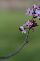 bee bud