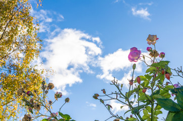 View of a rose flower both in buds and blooming against a blue sky