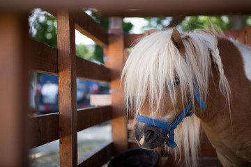 Sad pony in the barn.