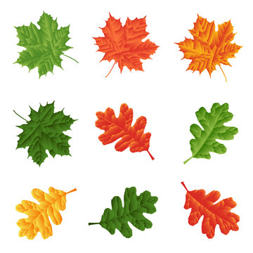 set - leaves of maple and oak for natural decoration. Isolated. Vector illustration. Eps 10.