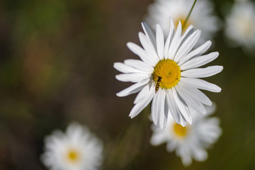 Obraz premium daisy focus bug