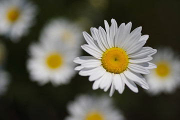 Fototapeta premium daisy