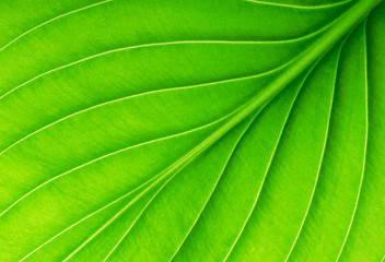  green leaf as background