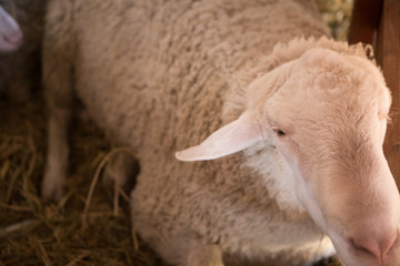 Head of the sheep