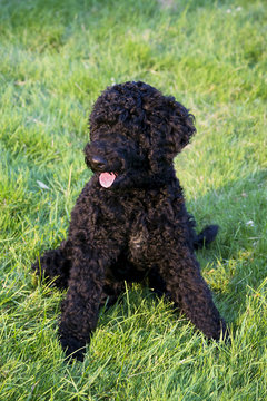 Puppy Portuguese Water Dog sitting on the grass in park by sunset