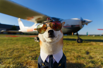 Funny photo of the Shiba Inu dog