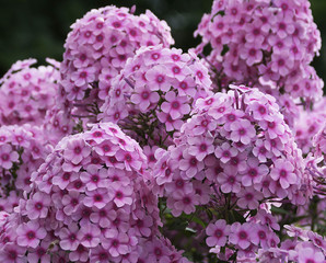 Purple phlox flowers blossom in garden