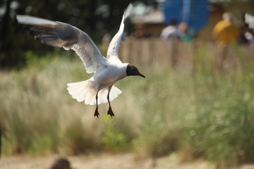 Seagull Close Up