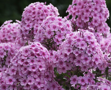 Purple phlox flowers blossom in garden © Viktoria