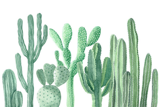 cactus illustration watercolor