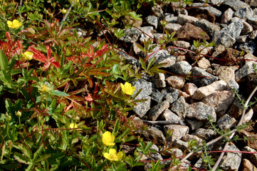 small flowers and stones