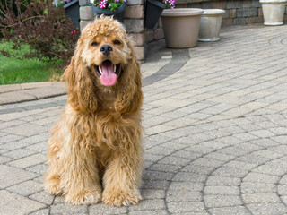 Cute little golden American cocker spaniel pup