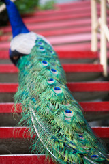 Fototapeta premium Beautiful young peacock