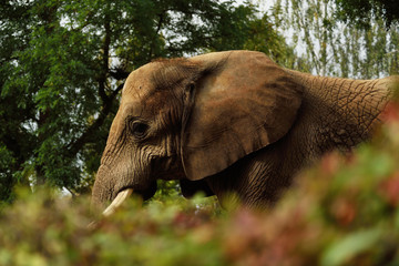 Fototapeta na wymiar an elephant peeping out of the jungle