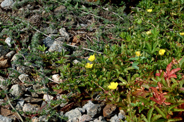 small flowers and stones