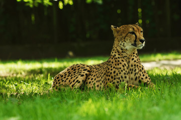Beautiful cat, wild cheetah lies on green grass