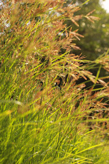 Flowers of brown grass on a backdrop of bokeh trees.