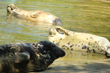 Seal Close Up