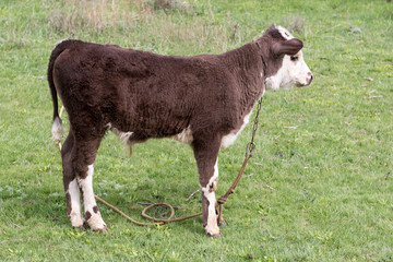  calf is tied to grazing. Juicy green grass.