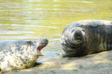 Obraz premium Seal Close Up