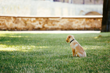 Puppy of a white, pale labrador retriever on green grass in a park in a black collar.