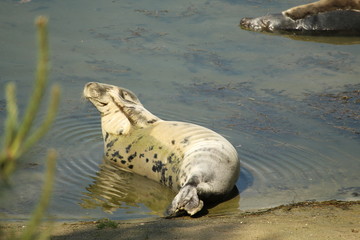 Fototapeta premium Seal Close Up