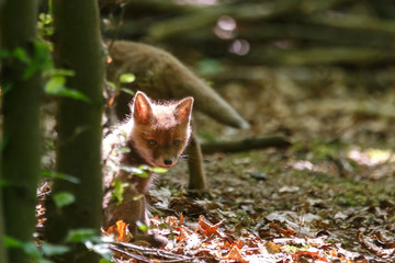 Fuchswelpen im Wald


