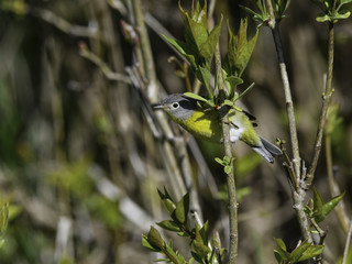 Nashville Warbler in Spring