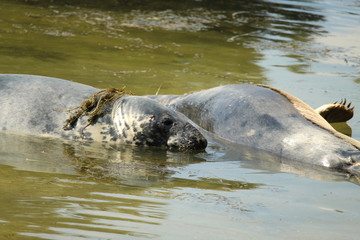 Seal Close Up