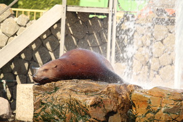 Seal Close Up