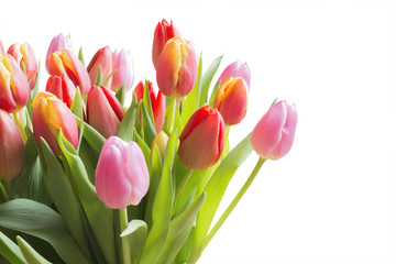 Fototapeta premium Wiosenne tulipany