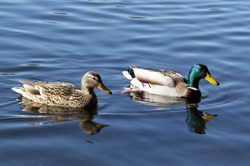 Couple of wild ducks