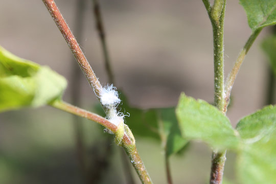 Larvae of Psylla alni or plant-louse hidden under a copious amount of shining-white wax-wool on young shoots of grey alder (Alnus incana)