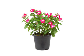 A pot of Catharanthus roseus isolated on white