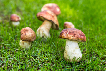 Close-up porcini  growing in forest. Cep fungi at green grass glade. Gathering wild edible mushrooms concept. Copyspace