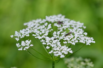 Cow Parsley flower with insects