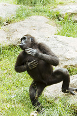 Naklejka premium Happy chimpanzee