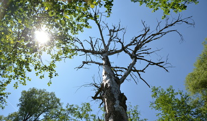 Old dead tree in a forest with sunbeams shining through leaves